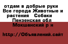 отдам в добрые руки - Все города Животные и растения » Собаки   . Пензенская обл.,Мокшанский р-н